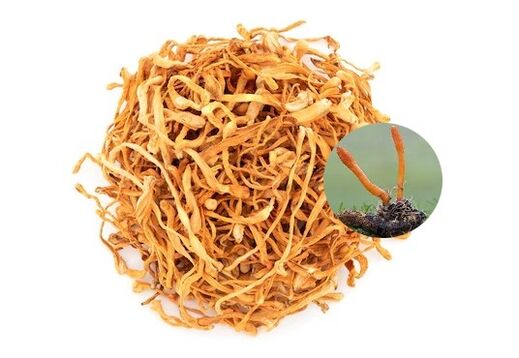 SugaNorm bevat cordyceps